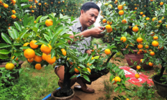 Vườn quất tiểu cảnh trăm triệu của cán bộ phường ở Hội An